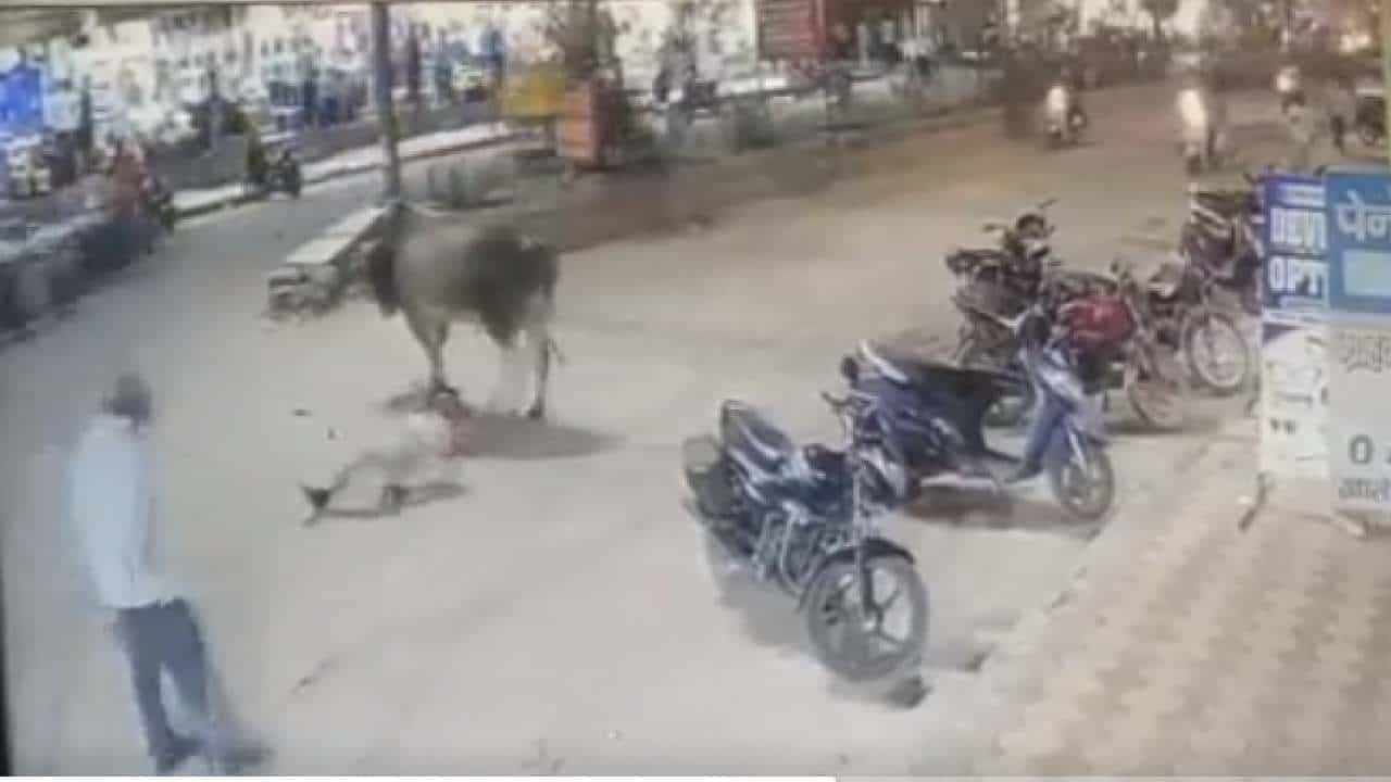 Video: ಕರ್ತವ್ಯದಲ್ಲಿದ್ದ ಪೊಲೀಸ್ಗೆ ಹಿಂದಿನಿಂದ ಬಂದು ಗುದ್ದಿದ ಗೂಳಿ; ಹಾರಿಬಿದ್ದು ಗಾಯಗೊಂಡ ಕಾನ್ಸ್ಟೆಬಲ್ Video: ಕರ್ತವ್ಯದಲ್ಲಿದ್ದ ಪೊಲೀಸ್ಗೆ ಹಿಂದಿನಿಂದ ಬಂದು ಗುದ್ದಿದ ಗೂಳಿ; ಹಾರಿಬಿದ್ದು ಗಾಯಗೊಂಡ ಕಾನ್ಸ್ಟೆಬಲ್