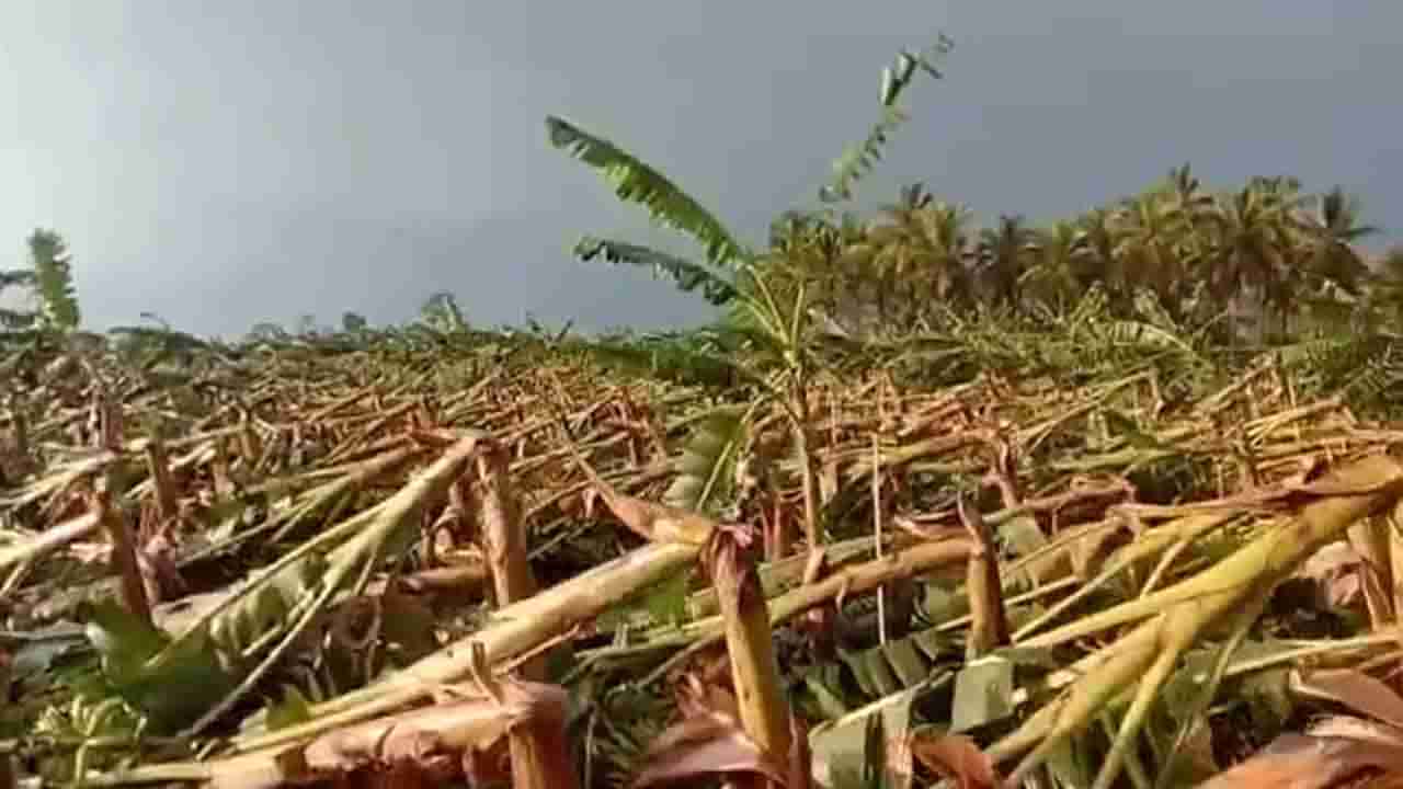 ಮಳೆಯಿಂದ ಭಾರಿ ಅವಾಂತರ; ಧರೆಗುರುಳಿದ ವಿದ್ಯುತ್ ಕಂಬ, ಮರಗಳು, ಬೆಳೆ ನಾಶದಿಂದ ಕಂಗಾಲಾದ ರೈತರು