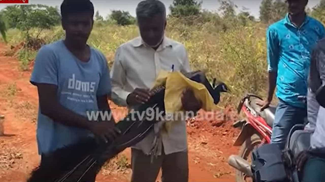 ಬಾಯಾರಿ, ಹಸಿದು ಕಾಡಿಂದ ನಾಡಿಗೆ ಬಂದು ಕಂಗಾಲಾಗಿದ್ದ ನವಿಲನ್ನು ಜನ ಆರೈಕೆ ಮಾಡಿ ಚೇತರಿಕೊಳ್ಳುವಂತೆ ಮಾಡಿದರು! ಬಾಯಾರಿ, ಹಸಿದು ಕಾಡಿಂದ ನಾಡಿಗೆ ಬಂದು ಕಂಗಾಲಾಗಿದ್ದ ನವಿಲನ್ನು ಜನ ಆರೈಕೆ ಮಾಡಿ ಚೇತರಿಕೊಳ್ಳುವಂತೆ ಮಾಡಿದರು!
