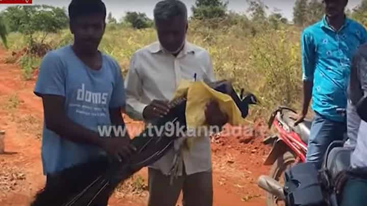 ಬಾಯಾರಿ, ಹಸಿದು ಕಾಡಿಂದ ನಾಡಿಗೆ ಬಂದು ಕಂಗಾಲಾಗಿದ್ದ ನವಿಲನ್ನು ಜನ ಆರೈಕೆ ಮಾಡಿ ಚೇತರಿಕೊಳ್ಳುವಂತೆ ಮಾಡಿದರು! ಬಾಯಾರಿ, ಹಸಿದು ಕಾಡಿಂದ ನಾಡಿಗೆ ಬಂದು ಕಂಗಾಲಾಗಿದ್ದ ನವಿಲನ್ನು ಜನ ಆರೈಕೆ ಮಾಡಿ ಚೇತರಿಕೊಳ್ಳುವಂತೆ ಮಾಡಿದರು!
