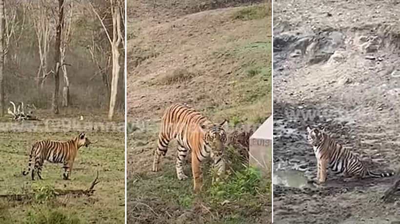 ಮೈಸೂರು: ಸಫಾರಿ ವೇಳೆ ಒಂದೆರಡಲ್ಲ, ಮೂರು ಹುಲಿಗಳ ದರ್ಶನ! ಪ್ರವಾಸಿಗರಿಗೆ ಧಮಾಕ; ವಿಡಿಯೋ ನೋಡಿ