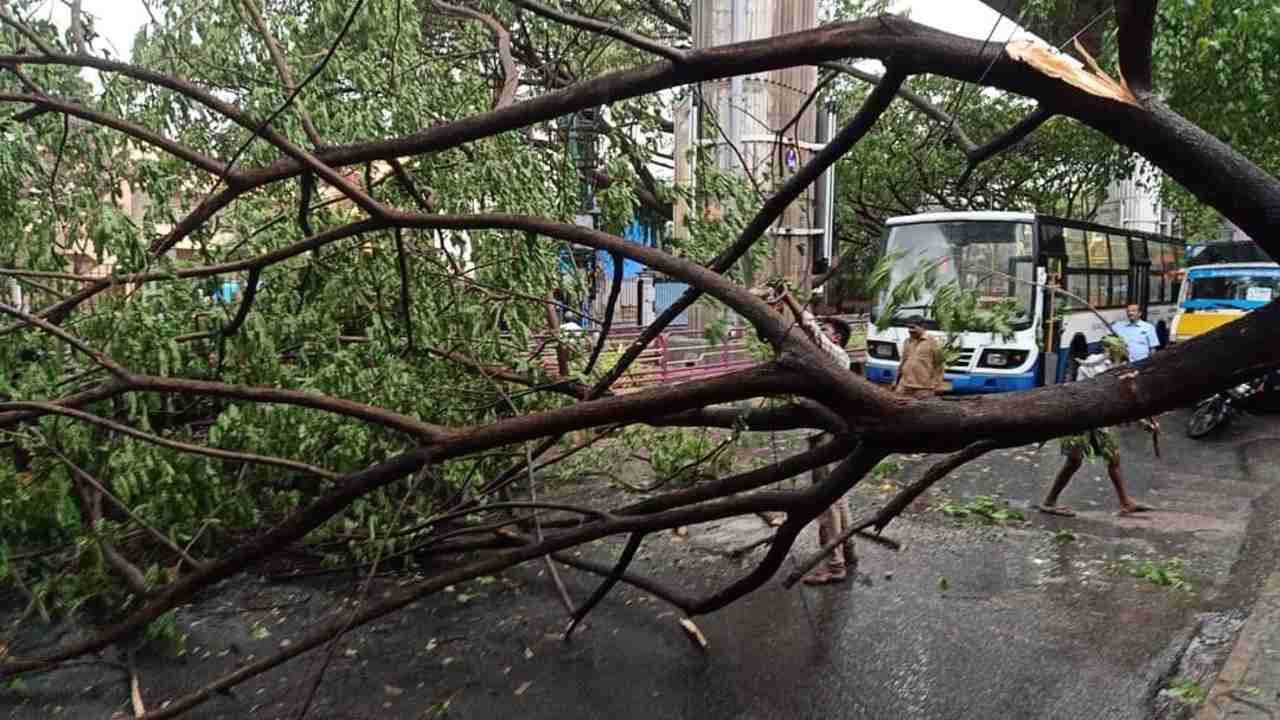 Tree Fell Down Bengaluru