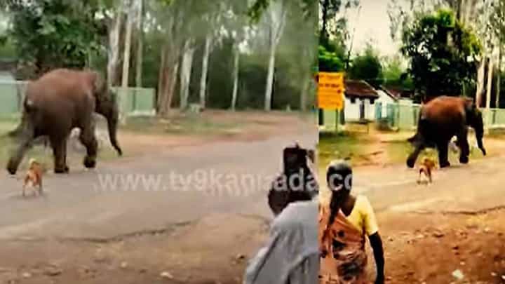 ಮೈಸೂರು ಬಳಿಯ ವೀರನಹೊಸಹಳ್ಳಿಗೆ ನುಗ್ಗಿತೊಂದು ಕಾಡಾನೆ, ಕಾಡಿಗಟ್ಟಲು ಅರಣ್ಯ ಸಿಬ್ಬಂದಿ ಹರಸಾಹಸ! ಮೈಸೂರು ಬಳಿಯ ವೀರನಹೊಸಹಳ್ಳಿಗೆ ನುಗ್ಗಿತೊಂದು ಕಾಡಾನೆ, ಕಾಡಿಗಟ್ಟಲು ಅರಣ್ಯ ಸಿಬ್ಬಂದಿ ಹರಸಾಹಸ!