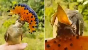 Viral Video: ತಲೆಯ ಮೇಲೆ ಚಿನ್ನದ ಕಿರೀಟ ಹೊತ್ತ ವಿಶಿಷ್ಟ ಪಕ್ಷಿಯನ್ನು ನೋಡಿದ್ದೀರಾ..!