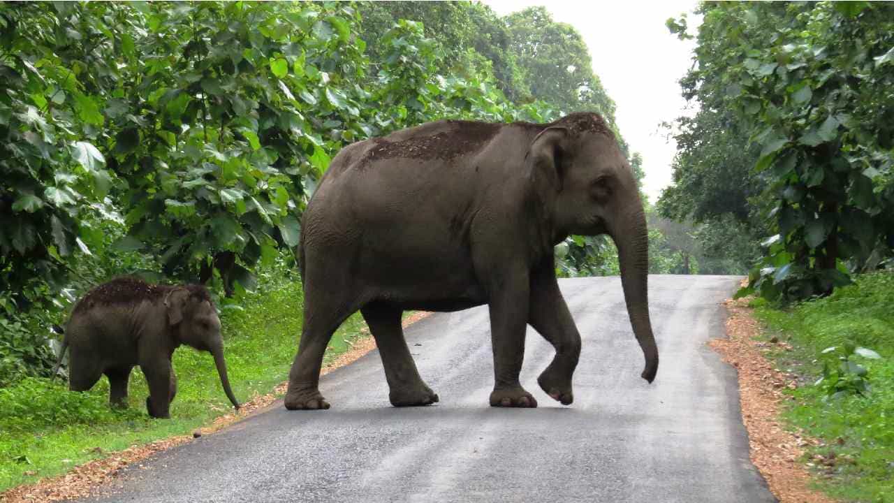 Viral News: ರಸ್ತೆ ಮಧ್ಯೆ ಅಡ್ಡ ನಿಂತ ಆನೆ; ಆ್ಯಂಬುಲೆನ್ಸ್ನಲ್ಲೇ ಗರ್ಭಿಣಿಗೆ ಹೆರಿಗೆ! Viral News: ರಸ್ತೆ ಮಧ್ಯೆ ಅಡ್ಡ ನಿಂತ ಆನೆ; ಆ್ಯಂಬುಲೆನ್ಸ್ನಲ್ಲೇ ಗರ್ಭಿಣಿಗೆ ಹೆರಿಗೆ!