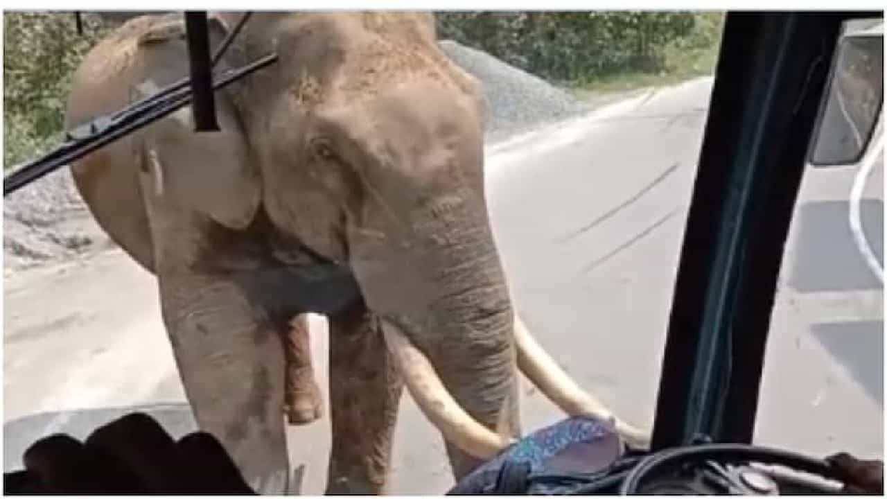 Viral Video: ಮುನ್ನಾರ್ ರಸ್ತೆಯಲ್ಲಿ ಬಸ್ ಎದುರು ಬಂದು ಗಾಜು ಒಡೆದ ಕಾಡಾನೆ; ಚಾಲಕ ಮಾಡಿದ್ದೇನು? Viral Video: ಮುನ್ನಾರ್ ರಸ್ತೆಯಲ್ಲಿ ಬಸ್ ಎದುರು ಬಂದು ಗಾಜು ಒಡೆದ ಕಾಡಾನೆ; ಚಾಲಕ ಮಾಡಿದ್ದೇನು?