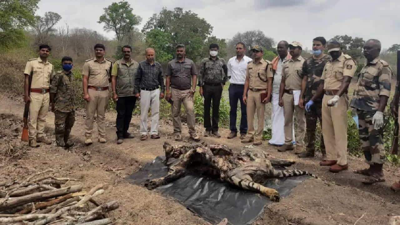 ಬಂಡೀಪುರ ರಾಷ್ಟ್ರೀಯ ಉದ್ಯಾನವನದಲ್ಲಿ ಏಳು ವರ್ಷದ ಹುಲಿ ಮೃತದೇಹ ಪತ್ತೆ ಬಂಡೀಪುರ ರಾಷ್ಟ್ರೀಯ ಉದ್ಯಾನವನದಲ್ಲಿ ಏಳು ವರ್ಷದ ಹುಲಿ ಮೃತದೇಹ ಪತ್ತೆ