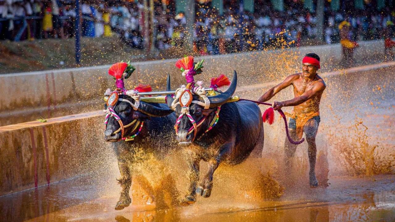 ಕಂಬಳಕ್ಕಿದೆ ಪಾರಂಪರಿಕ ಇತಿಹಾಸ, ಇಲ್ಲಿದೆ ಕಂಬಳದ ಬಗ್ಗೆ ಆಸಕ್ತಿದಾಯಕ ಮಾಹಿತಿ