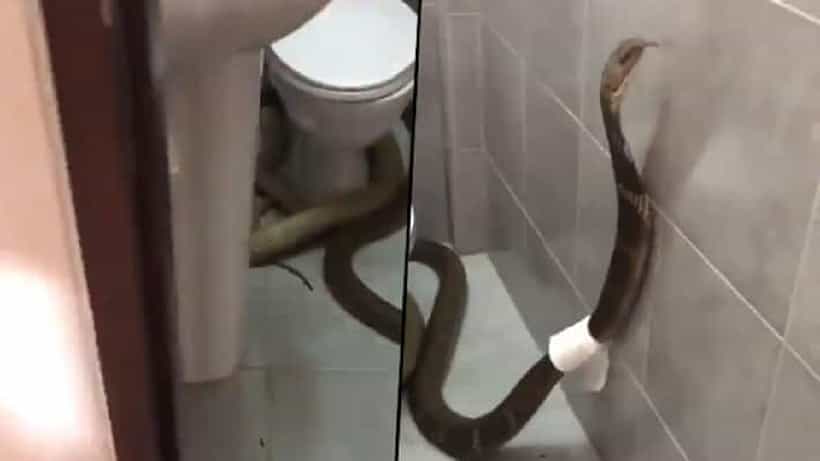 Shocking Video: ಬಾತ್ರೂಂನೊಳಗೆ ನುಗ್ಗಿ ಟಾಯ್ಲೆಟ್ ಪೇಪರ್ ಸುತ್ತಿಕೊಂಡ ಕಾಳಿಂಗ ಸರ್ಪ; ಶಾಕಿಂಗ್ ವಿಡಿಯೋ ಇಲ್ಲಿದೆ