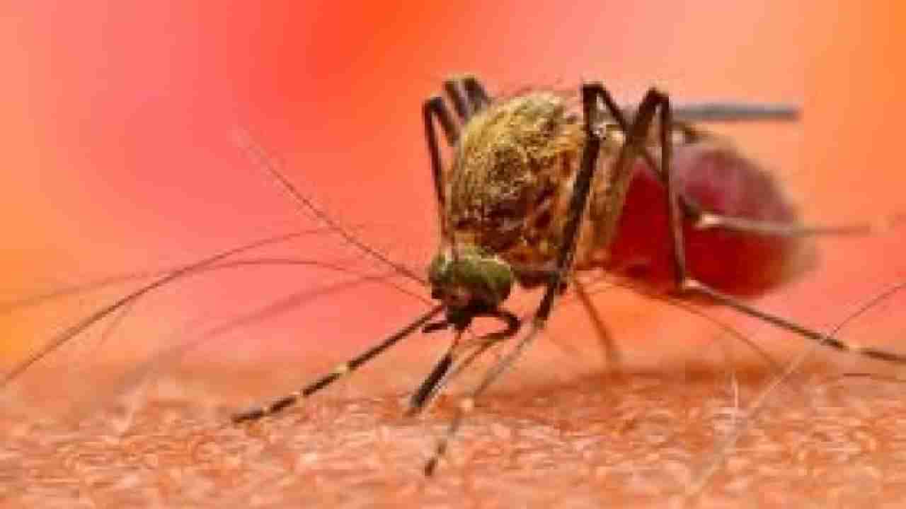 Malaria Symptoms: ಮಲೇರಿಯಾ ರೋಗ ಲಕ್ಷಣ, ಚಿಕಿತ್ಸೆಗಳೇನು? ಇಲ್ಲಿದೆ ಮಾಹಿತಿ