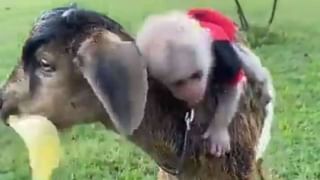 Viral: ಪ್ರೇಮಿಗಳ ಜಗಳ ಬಿಡಿಸಲು ಹೋಗಿ ತಾನೇ ಜಗಳಕ್ಕೆ ನಿಂತ ಫುಡ್ ಡೆಲಿವರಿ ಬಾಯ್; ಹಲ್ಲೆ ನಡೆಸುತ್ತಿರುವ ವಿಡಿಯೋ ವೈರಲ್