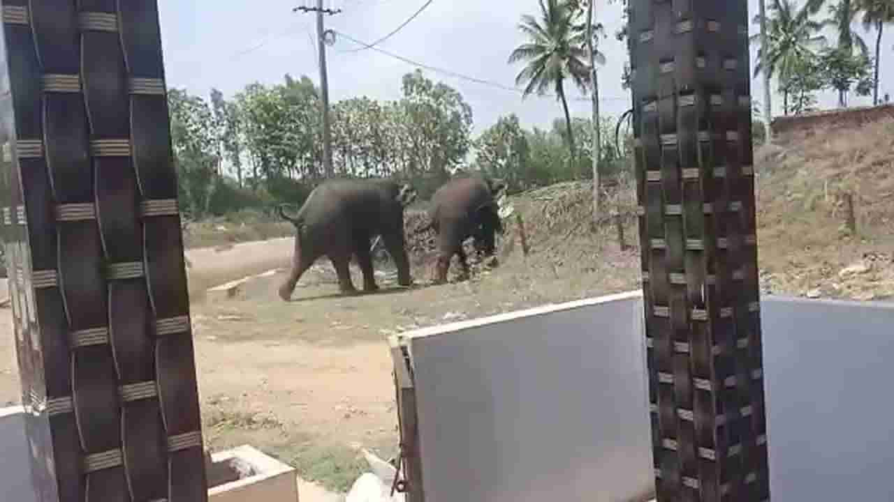 ಮೈಸೂರಿನಲ್ಲಿ ಮುಂದುವರೆದ ಕಾಡಾನೆಗಳ ಆತಂಕ; ಅರಣ್ಯ ಕಚೇರಿ ಎದುರು ವಿಷದ ಬಾಟಲಿ ಹಿಡಿದು ರೈತರ ಪ್ರತಿಭಟನೆ