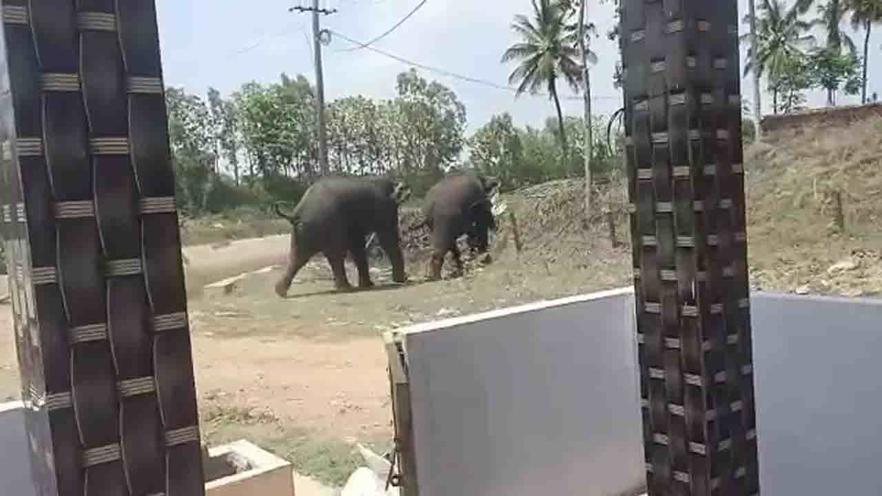 ಮೈಸೂರಿನಲ್ಲಿ ಮುಂದುವರೆದ ಕಾಡಾನೆಗಳ ಆತಂಕ; ಅರಣ್ಯ ಕಚೇರಿ ಎದುರು ವಿಷದ ಬಾಟಲಿ ಹಿಡಿದು ರೈತರ ಪ್ರತಿಭಟನೆ ಮೈಸೂರಿನಲ್ಲಿ ಮುಂದುವರೆದ ಕಾಡಾನೆಗಳ ಆತಂಕ; ಅರಣ್ಯ ಕಚೇರಿ ಎದುರು ವಿಷದ ಬಾಟಲಿ ಹಿಡಿದು ರೈತರ ಪ್ರತಿಭಟನೆ
