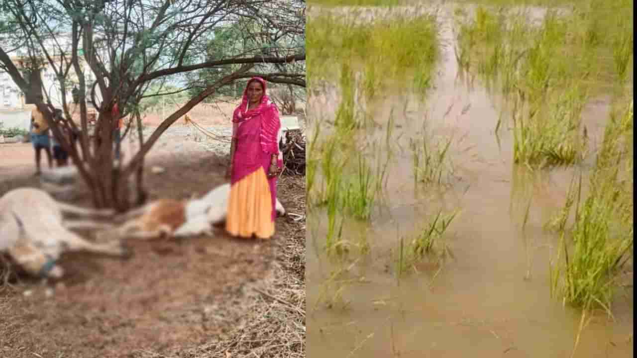 ಹಲವೆಡೆ ನಿನ್ನೆ ರಾತ್ರಿ ಸುರಿದ ಭಾರೀ ಮಳಯಿಂದ ಜನ ಜೀವನ ಅಸ್ಥವ್ಯಸ್ಥ; ಸಿಡಿಲು ಬಡಿದು ಕರು ಸಾವು