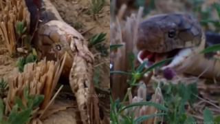 Viral: ಪ್ರೇಮಿಗಳ ಜಗಳ ಬಿಡಿಸಲು ಹೋಗಿ ತಾನೇ ಜಗಳಕ್ಕೆ ನಿಂತ ಫುಡ್ ಡೆಲಿವರಿ ಬಾಯ್; ಹಲ್ಲೆ ನಡೆಸುತ್ತಿರುವ ವಿಡಿಯೋ ವೈರಲ್