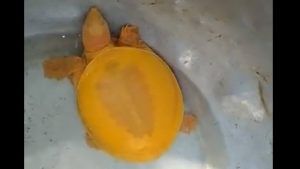 Video: ನೀವು ಹಳದಿ ಆಮೆಯನ್ನು ನೋಡಿದ್ದೀರಾ? ಒಡಿಶಾದಲ್ಲಿ ಪತ್ತೆಯಾದ ಈ ಅಪರೂಪದ ಆಮೆ ಸಖತ್ ಕ್ಯೂಟ್​ !