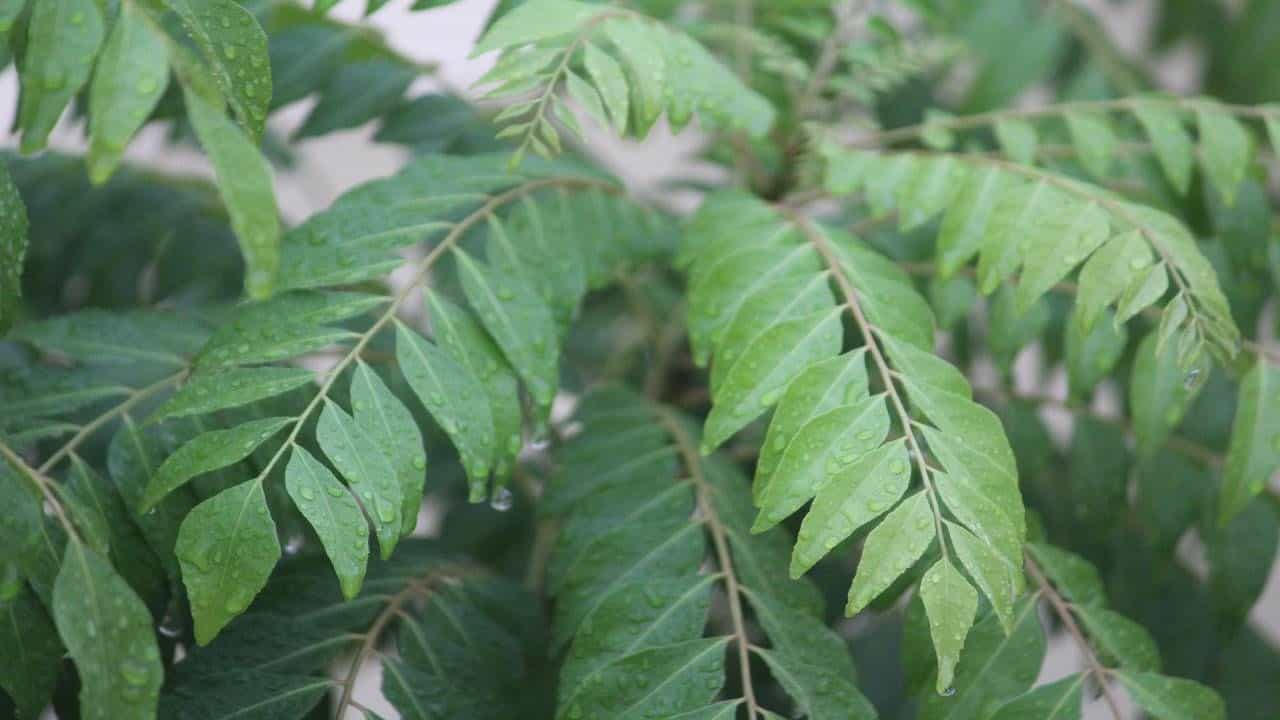 Curry leaves