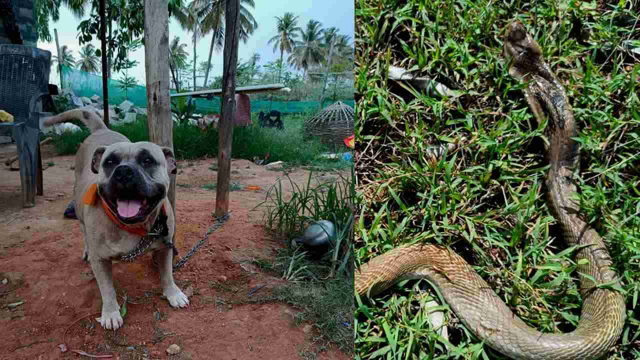 Pug Dog: ಮನೆಗೆ ನುಸುಳಿದ ನಾಗರಹಾವಿನ ಜೊತೆ ಸೆಣಸಾಡಿ ಪ್ರಾಣ ಬಿಟ್ಟ ಶ್ವಾನ! ಮನೆ ಮಾಲೀಕನ ರಕ್ಷಿಸಿ ನಿಯತ್ತಿಗೆ ತಾನೇ ಸಾರ್ಮಭೌಮ ಎಂದು ನಿರೂಪಿಸಿತು