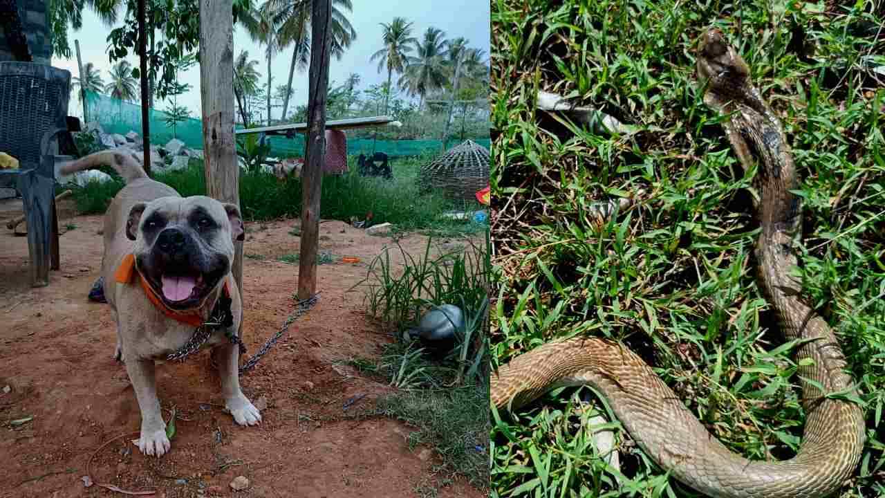 Pug Dog: ಮನೆಗೆ ನುಸುಳಿದ ನಾಗರಹಾವಿನ ಜೊತೆ ಸೆಣಸಾಡಿ ಪ್ರಾಣ ಬಿಟ್ಟ ಶ್ವಾನ! ಮನೆ ಮಾಲೀಕನ ರಕ್ಷಿಸಿ ನಿಯತ್ತಿಗೆ ತಾನೇ ಸಾರ್ಮಭೌಮ ಎಂದು ನಿರೂಪಿಸಿತು Pug Dog: ಮನೆಗೆ ನುಸುಳಿದ ನಾಗರಹಾವಿನ ಜೊತೆ ಸೆಣಸಾಡಿ ಪ್ರಾಣ ಬಿಟ್ಟ ಶ್ವಾನ! ಮನೆ ಮಾಲೀಕನ ರಕ್ಷಿಸಿ ನಿಯತ್ತಿಗೆ ತಾನೇ ಸಾರ್ಮಭೌಮ ಎಂದು ನಿರೂಪಿಸಿತು