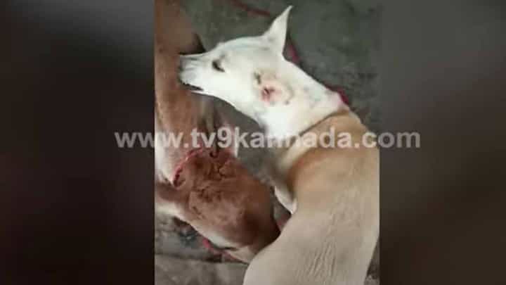 ತುಮಕೂರಿನಲ್ಲಿ ನಾಯೊಂದು ಕರುವಿಗೆ ಮಮತೆಯಿಂದ ಹಾಲುಣಿಸಿ ತಾಯ್ತನದ ಸುಖ ಅನುಭವಿಸಿತು! ತುಮಕೂರಿನಲ್ಲಿ ನಾಯೊಂದು ಕರುವಿಗೆ ಮಮತೆಯಿಂದ ಹಾಲುಣಿಸಿ ತಾಯ್ತನದ ಸುಖ ಅನುಭವಿಸಿತು!