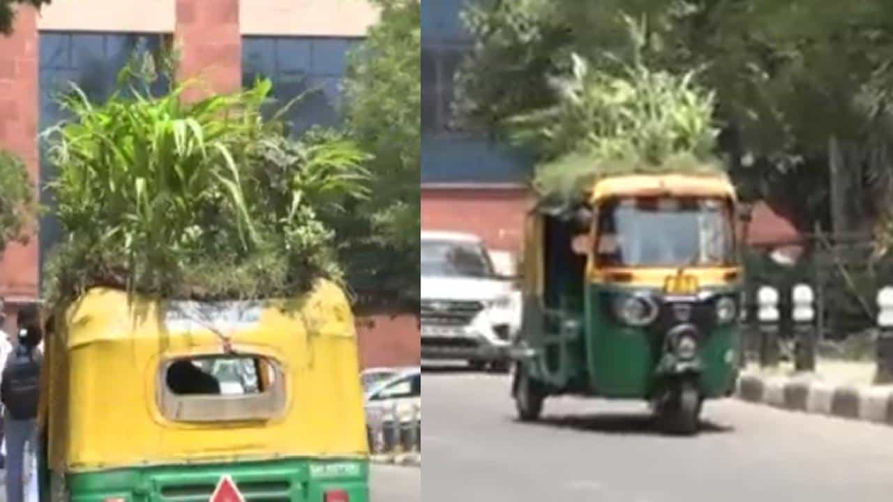 ಆಟೋದ ಮೇಲೆ ದಟ್ಟವಾದ ಹಸಿರು ಪೊದೆ; ಉಷ್ಣತೆಯಿಂದ ಪಾರಾಗಲು ಚಾಲಕನ ಐಡಿಯಾ ! ಆಟೋದ ಮೇಲೆ ದಟ್ಟವಾದ ಹಸಿರು ಪೊದೆ; ಉಷ್ಣತೆಯಿಂದ ಪಾರಾಗಲು ಚಾಲಕನ ಐಡಿಯಾ !