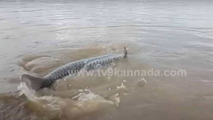 ಕೊಪ್ಪಳದ ತುಂಗಭದ್ರಾ ಜಲಾಶಯ ಹಿನ್ನೀರಿನಲ್ಲಿ ಭಾರಿ ಗಾತ್ರದ ಮೀನು ಸ್ಥಳೀಯರ ಫೋನ್ಗಳಲ್ಲಿ ಸೆರೆಯಾಯಿತು ಕೊಪ್ಪಳದ ತುಂಗಭದ್ರಾ ಜಲಾಶಯ ಹಿನ್ನೀರಿನಲ್ಲಿ ಭಾರಿ ಗಾತ್ರದ ಮೀನು ಸ್ಥಳೀಯರ ಫೋನ್ಗಳಲ್ಲಿ ಸೆರೆಯಾಯಿತು