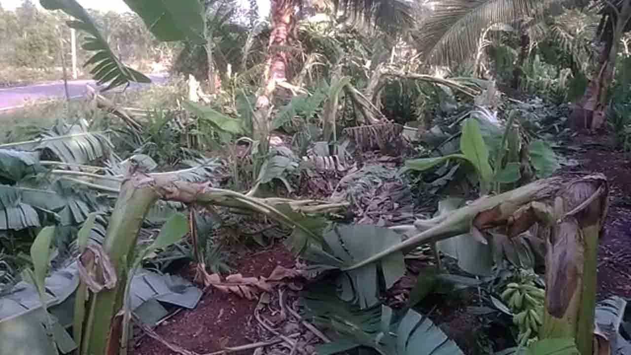 ಕರ್ನಾಟಕದ ಹಲವೆಡೆ ಮಳೆ ಅವಾಂತರ; ಬೆಳೆ ನಾಶ, ನಂಜನಗೂಡಿನಲ್ಲಿ ಮರ ಬಿದ್ದು ಕಾರು ಜಖಂ ಕರ್ನಾಟಕದ ಹಲವೆಡೆ ಮಳೆ ಅವಾಂತರ; ಬೆಳೆ ನಾಶ, ನಂಜನಗೂಡಿನಲ್ಲಿ ಮರ ಬಿದ್ದು ಕಾರು ಜಖಂ