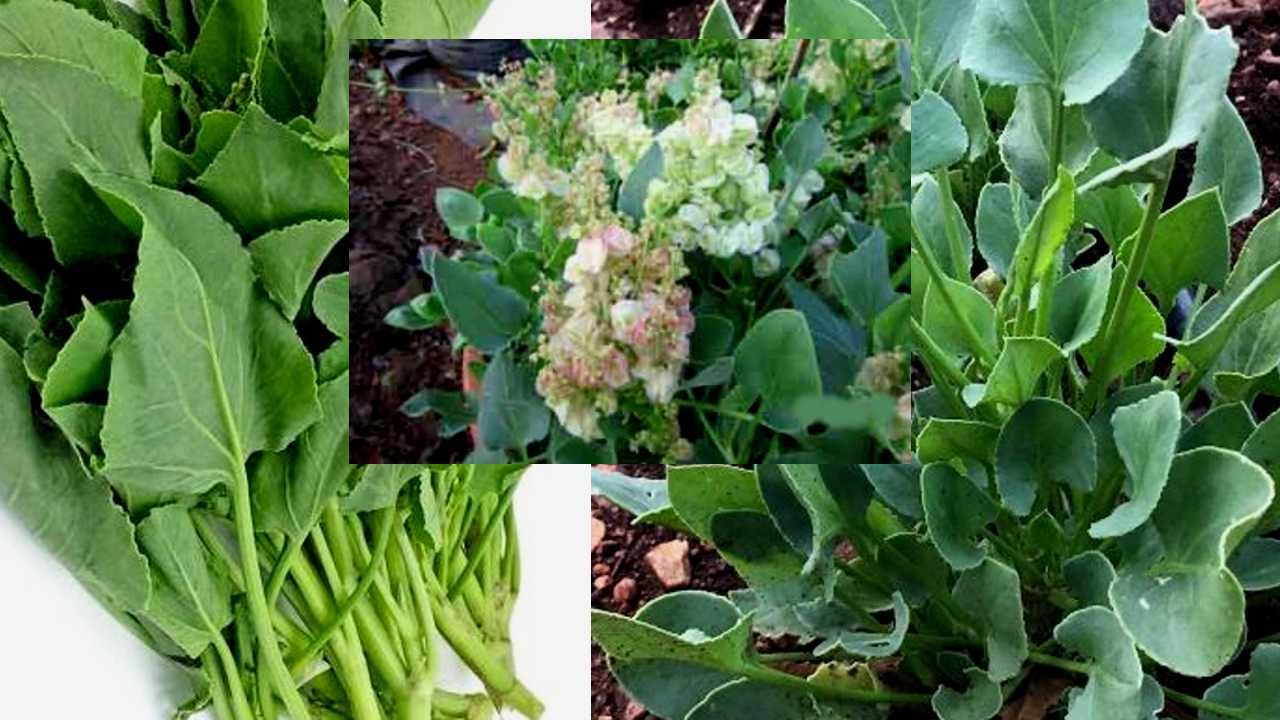Bladder Dock Chukkaku: ಚುಕ್ಕಾಕು ಅಥವಾ ಹುಳಿ ಚಕೋತ ಇತ್ಯಾದಿ ಹೆಸರುಗಳಿಂದ ಜನಜನಿತವಾದ ತರಕಾರಿ ಸೊಪ್ಪಿನ ಮಹಿಮೆ ತಿಳಿದುಕೊಳ್ಳಿ! Bladder Dock Chukkaku: ಚುಕ್ಕಾಕು ಅಥವಾ ಹುಳಿ ಚಕೋತ ಇತ್ಯಾದಿ ಹೆಸರುಗಳಿಂದ ಜನಜನಿತವಾದ ತರಕಾರಿ ಸೊಪ್ಪಿನ ಮಹಿಮೆ ತಿಳಿದುಕೊಳ್ಳಿ!