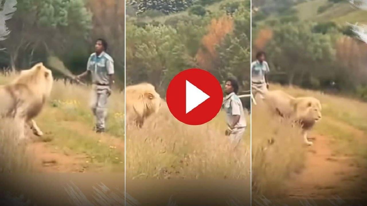Viral Video: ಕಾಡಿನ ರಾಜ ಸಿಂಹವನ್ನು ಬರಿಯ ಕೋಲಿನಿಂದ ಅಟ್ಟಿದ ವ್ಯಕ್ತಿ; ವೈರಲ್ ಆಯ್ತು ವಿಡಿಯೋ Viral Video: ಕಾಡಿನ ರಾಜ ಸಿಂಹವನ್ನು ಬರಿಯ ಕೋಲಿನಿಂದ ಅಟ್ಟಿದ ವ್ಯಕ್ತಿ; ವೈರಲ್ ಆಯ್ತು ವಿಡಿಯೋ