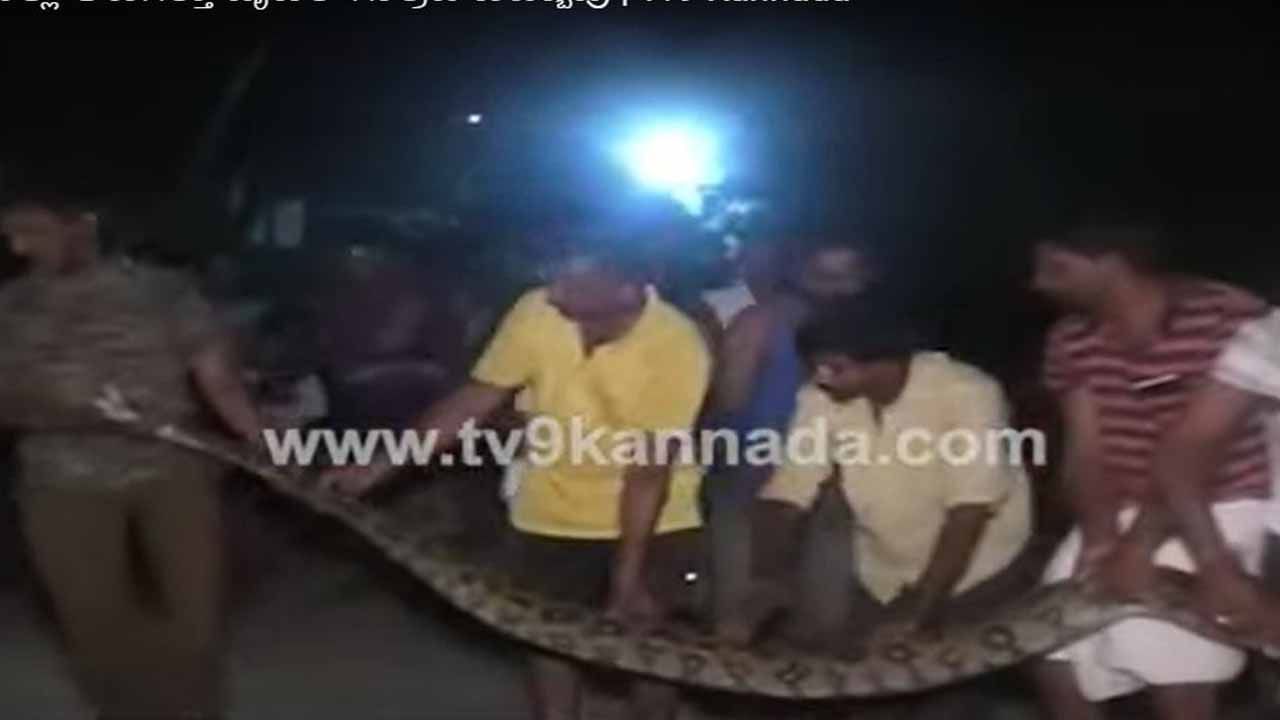 ಕಾರವಾರದ ಮೂಳಂಗಿ ಗ್ರಾಮಹೊಕ್ಕು ಆಡನ್ನು ನುಂಗಿದ ಹೆಬ್ಬಾವನ್ನು ಉರಗ ತಜ್ಞ ರಜಾಖ್ ಸುರಕ್ಷಿತವಾಗಿ ಕಾಡಿಗೆ ಒಯ್ದುಬಿಟ್ಟರು