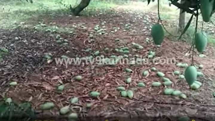 ಕೋಲಾರದ ಕೆಜಿಎಫ್ ತಾಲ್ಲೂಕಿನಲ್ಲೂ ಮಳೆ-ಗಾಳಿಯಿಂದ ಮಾವು ಬೆಳೆಗಾರರು ಕಂಗಾಲು, ಉದುರಿಬಿದ್ದಿವೆ ಅಸಂಖ್ಯಾತ ಕಾಯಿಗಳು ಕೋಲಾರದ ಕೆಜಿಎಫ್ ತಾಲ್ಲೂಕಿನಲ್ಲೂ ಮಳೆ-ಗಾಳಿಯಿಂದ ಮಾವು ಬೆಳೆಗಾರರು ಕಂಗಾಲು, ಉದುರಿಬಿದ್ದಿವೆ ಅಸಂಖ್ಯಾತ ಕಾಯಿಗಳು