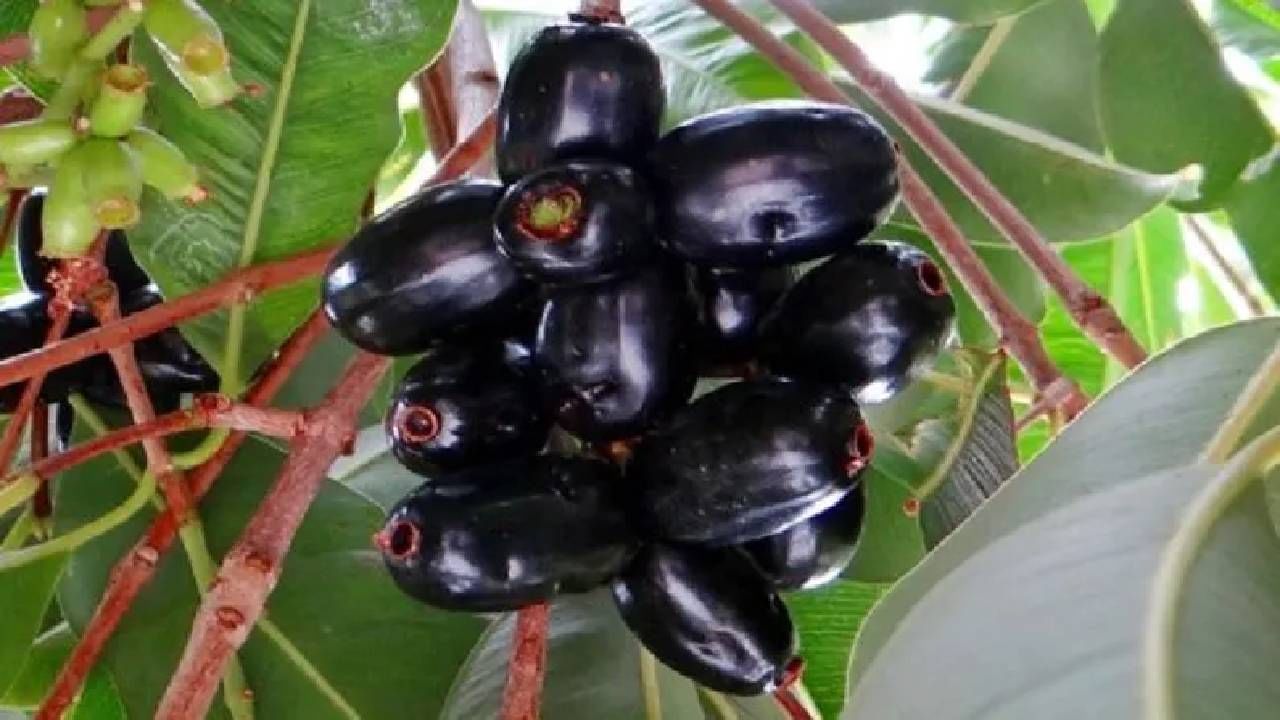 Jamun Fruit:ಈ ಆರೋಗ್ಯ ಸಮಸ್ಯೆಯುಳ್ಳವರು ನೇರಳೆ ಹಣ್ಣು ತಿನ್ನಲೇಬೇಡಿ