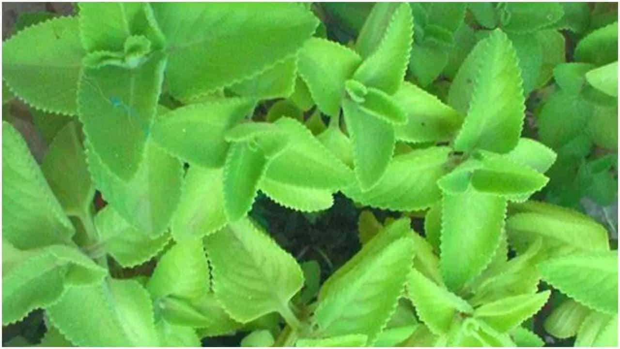 Ajwain: ದೊಡ್ಡಪತ್ರೆಯಿಂದ ಏನೆಲ್ಲಾ ಆರೋಗ್ಯ ಪ್ರಯೋಜನಗಳಿವೆ ಗೊತ್ತೇ? Ajwain: ದೊಡ್ಡಪತ್ರೆಯಿಂದ ಏನೆಲ್ಲಾ ಆರೋಗ್ಯ ಪ್ರಯೋಜನಗಳಿವೆ ಗೊತ್ತೇ?