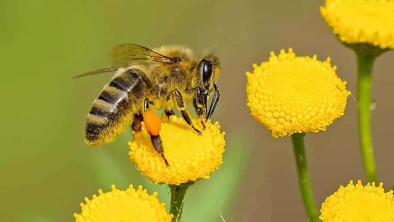 World Bee Day 2022: ವಿಶ್ವ ಜೇನುನೊಣ ದಿನ ಎಂದರೇನು? ಆಚರಣೆ ಹೇಗೆ? ಪ್ರಾಮುಖ್ಯತೆ ಏನು? World Bee Day 2022: ವಿಶ್ವ ಜೇನುನೊಣ ದಿನ ಎಂದರೇನು? ಆಚರಣೆ ಹೇಗೆ? ಪ್ರಾಮುಖ್ಯತೆ ಏನು?