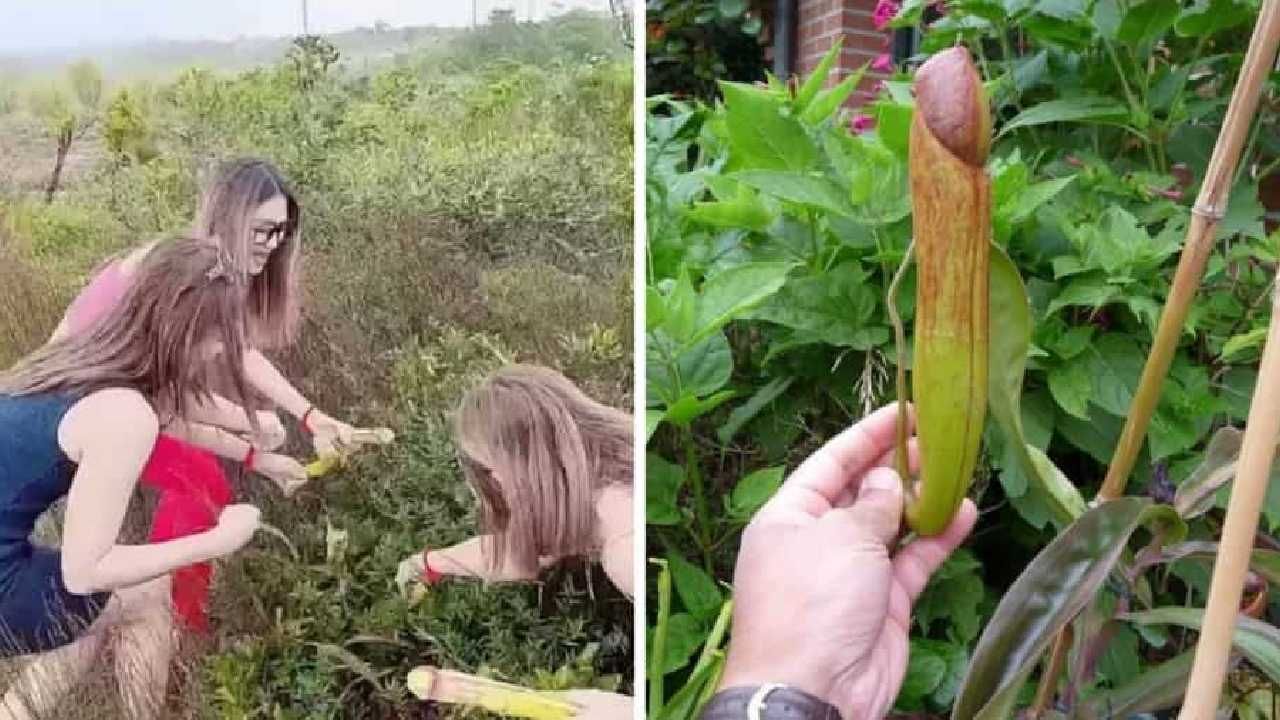 Penis Plants: ಪುರುಷರ ಶಿಶ್ನದಂತಿರುವ ಗಿಡ ಕಿತ್ತ ಯುವತಿಯರ ವಿಡಿಯೋ ವೈರಲ್; ಪ್ರವಾಸಿಗರಿಗೆ ಎಚ್ಚರಿಕೆ ನೀಡಿದ ಕಾಂಬೋಡಿಯಾ ಸರ್ಕಾರ