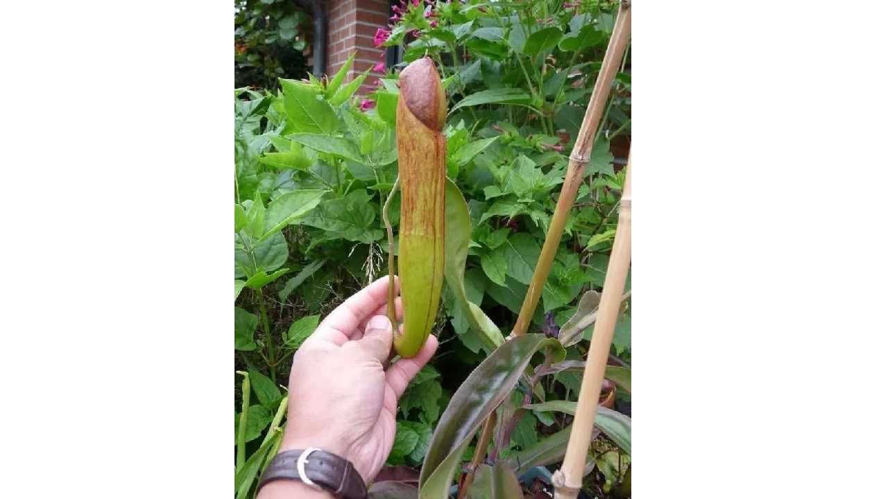 penis plants