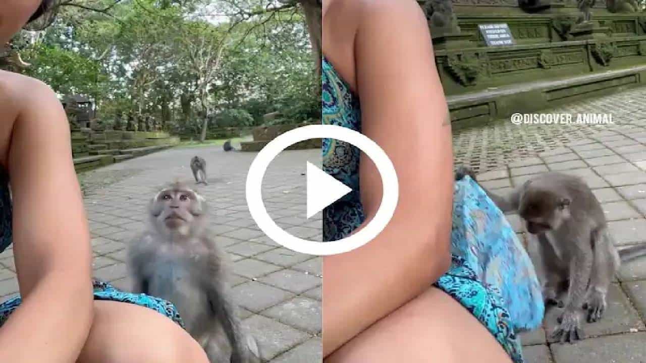 Viral Video: ಸೆಲ್ಫಿ ವಿಡಿಯೋ ಮಾಡುವಾಗ ಬಂದು ಸ್ಕರ್ಟ್ ಎತ್ತಿ ನೋಡುವುದೇ? ಛಿ! ನಾಟಿ ಮಂಕಿ Viral Video: ಸೆಲ್ಫಿ ವಿಡಿಯೋ ಮಾಡುವಾಗ ಬಂದು ಸ್ಕರ್ಟ್ ಎತ್ತಿ ನೋಡುವುದೇ? ಛಿ! ನಾಟಿ ಮಂಕಿ
