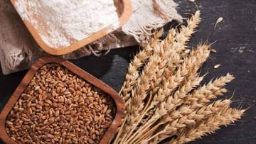 Wheat Export Ban: ಗೋಧಿ ದರ ಇಳಿಕೆಗೆ ಪ್ಲ್ಯಾನ್: ರಫ್ತು ನಿಷೇಧಿಸಿದ ಭಾರತ