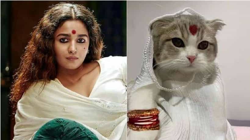 ಗಂಗೂಬಾಯಿ ಕಾಠಿಯಾವಾಡಿ: ಆಲಿಯಾ ಭಟ್ಳಂತೆ ಕಾಣಿಸಿಕೊಂಡ ಬೆಕ್ಕು ಫುಲ್ ವೈರಲ್: ನೆಟ್ಟಿಗರು ಫಿದಾ