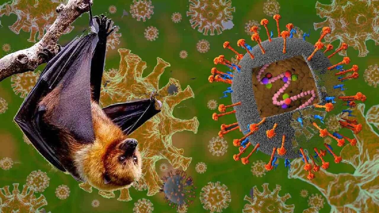 Nipah Virus: ಕೇರಳದಲ್ಲಿ ಮತ್ತೆ ನಿಫಾ ವೈರಸ್ ಆತಂಕ, ಕೊರೊನಾದಷ್ಟೇ ಅಪಾಯಕಾರಿಯೇ?