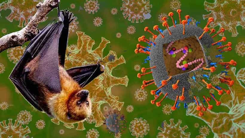 Nipah Virus: ಕೇರಳದಲ್ಲಿ ಮತ್ತೆ ನಿಫಾ ವೈರಸ್ ಆತಂಕ, ಕೊರೊನಾದಷ್ಟೇ ಅಪಾಯಕಾರಿಯೇ?