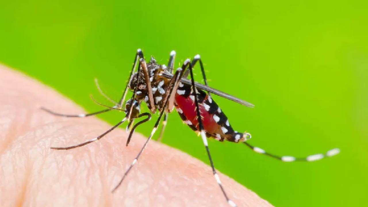 National Dengue Day 2022: ಡೆಂಗ್ಯೂ ರೋಗದ ಲಕ್ಷಣ, ಚಿಕಿತ್ಸೆ, ಮುನ್ನೆಚ್ಚರಿಕಾ ಕ್ರಮಗಳೇನು?