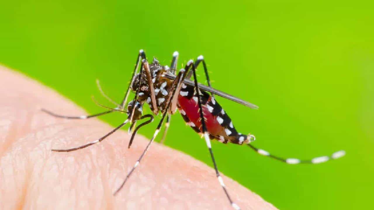 National Dengue Day 2022: ಡೆಂಗ್ಯೂ ರೋಗದ ಲಕ್ಷಣ, ಚಿಕಿತ್ಸೆ, ಮುನ್ನೆಚ್ಚರಿಕಾ ಕ್ರಮಗಳೇನು? National Dengue Day 2022: ಡೆಂಗ್ಯೂ ರೋಗದ ಲಕ್ಷಣ, ಚಿಕಿತ್ಸೆ, ಮುನ್ನೆಚ್ಚರಿಕಾ ಕ್ರಮಗಳೇನು?