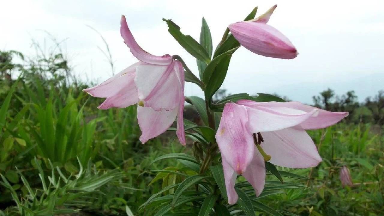 ಅಳಿವಿನಂಚಿನಲ್ಲಿರುವ 'ಶಿರುಯಿ ಲಿಲಿ' ಹೂವಿನ ಸಂತತಿ ಘಮಘಮಿಸುವ ಈ ಹೂವು ಎಲ್ಲಿ