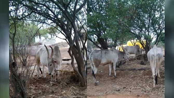 ತುಮಕೂರು: ಚೌಡೇಶ್ವರಿ ಜಾತ್ರೆಯಲ್ಲಿ 2 ಎತ್ತುಗಳನ್ನು ಬಲಿ ಕೊಟ್ಟ ಕಿಡಿಗೇಡಿಗಳು; ಗ್ರಾಮಸ್ಥರ ಆಕ್ರೋಶ