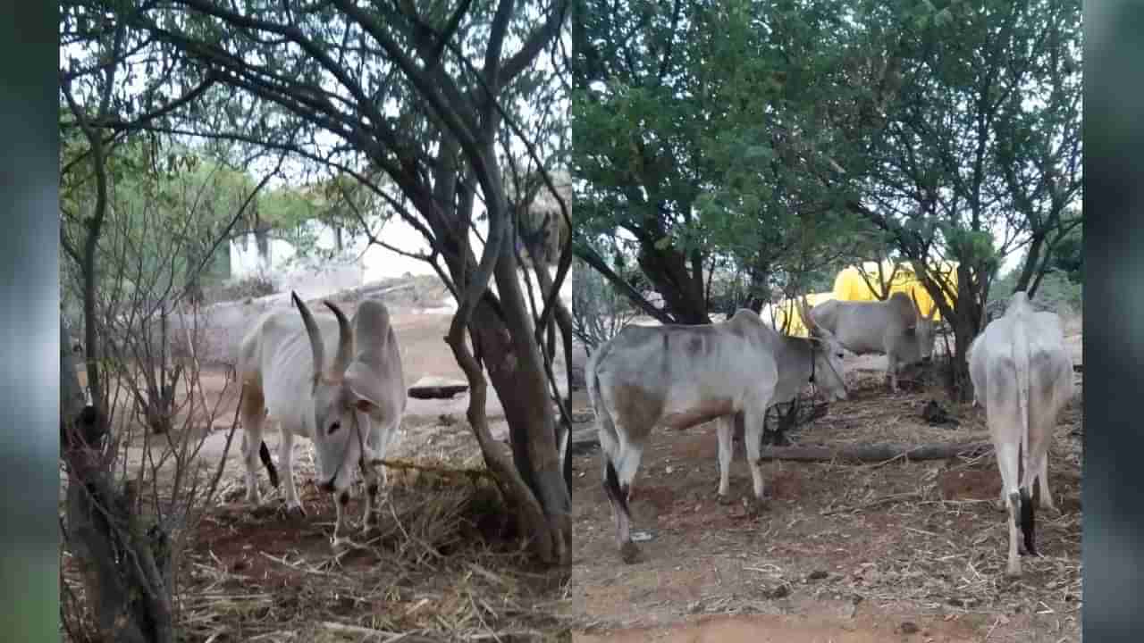 ತುಮಕೂರು: ಚೌಡೇಶ್ವರಿ ಜಾತ್ರೆಯಲ್ಲಿ 2 ಎತ್ತುಗಳನ್ನು ಬಲಿ ಕೊಟ್ಟ ಕಿಡಿಗೇಡಿಗಳು; ಗ್ರಾಮಸ್ಥರ ಆಕ್ರೋಶ