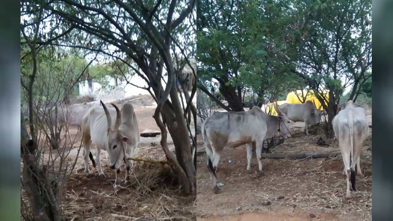 ತುಮಕೂರು: ಚೌಡೇಶ್ವರಿ ಜಾತ್ರೆಯಲ್ಲಿ 2 ಎತ್ತುಗಳನ್ನು ಬಲಿ ಕೊಟ್ಟ ಕಿಡಿಗೇಡಿಗಳು; ಗ್ರಾಮಸ್ಥರ ಆಕ್ರೋಶ ತುಮಕೂರು: ಚೌಡೇಶ್ವರಿ ಜಾತ್ರೆಯಲ್ಲಿ 2 ಎತ್ತುಗಳನ್ನು ಬಲಿ ಕೊಟ್ಟ ಕಿಡಿಗೇಡಿಗಳು; ಗ್ರಾಮಸ್ಥರ ಆಕ್ರೋಶ