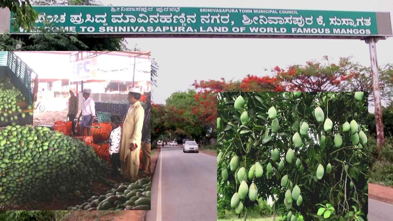 Srinivaspur mango market: ಮಾರುಕಟ್ಟೆಯಲ್ಲಿ ಓಲಾಡುತಿವೆ ಮಾವಿನ ಹಣ್ಣುಗಳು! ಮಾವಿನ ನಗರಿಯಲ್ಲಿ ಮಾವಿನ ಸುಗ್ಗಿ ಹಬ್ಬಕ್ಕೆ ಕ್ಷಣಗಣನೆ