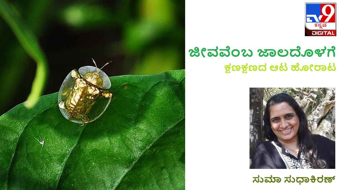 Biodiversity: ಜೀವವೆಂಬ ಜಾಲದೊಳಗೆ: ಚಿನ್ನದ ಬಣ್ಣದ ಅಲ್ಪಾಯುಷಿ ಆಮೆಕೀಟ Biodiversity: ಜೀವವೆಂಬ ಜಾಲದೊಳಗೆ: ಚಿನ್ನದ ಬಣ್ಣದ ಅಲ್ಪಾಯುಷಿ ಆಮೆಕೀಟ
