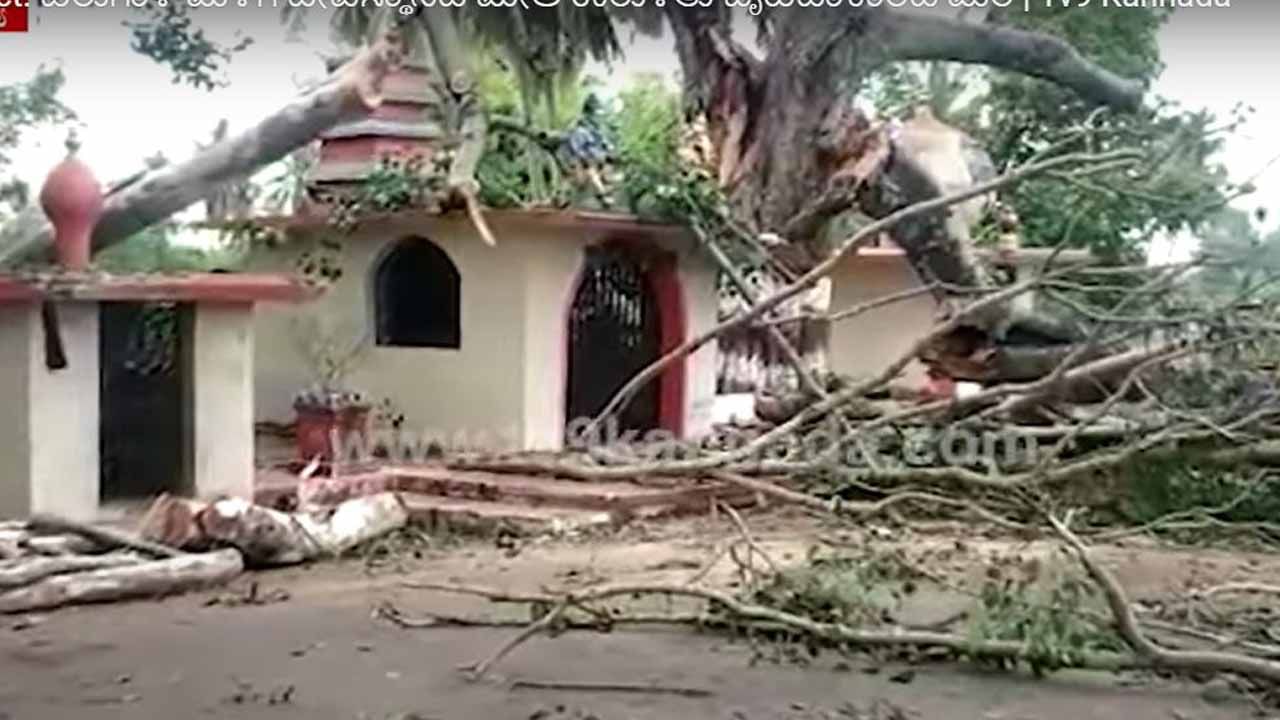 ಮಂಡ್ಯದ ಬೂತನಹೊಸೂರು ಗ್ರಾಮದಲ್ಲಿ ಬೃಹದಾಕಾರದ ಮರವೊಂದು ದೇವಾಸ್ಥಾನದ ಮೇಲೆ ಉರುಳಿಬಿತ್ತು! ಮಂಡ್ಯದ ಬೂತನಹೊಸೂರು ಗ್ರಾಮದಲ್ಲಿ ಬೃಹದಾಕಾರದ ಮರವೊಂದು ದೇವಾಸ್ಥಾನದ ಮೇಲೆ ಉರುಳಿಬಿತ್ತು!